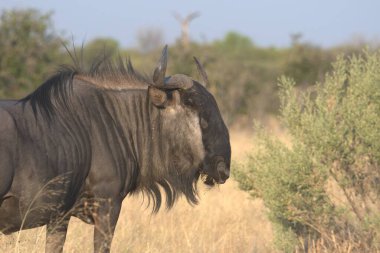 Afrika bozkırlarındaki vahşi antiloplar