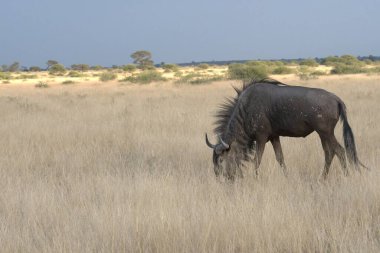 Siyah antilop (tachachaus tachanota) kuru çimenlerde yürüyor.