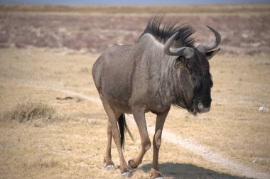 Vahşi doğada büyük bir boğa.