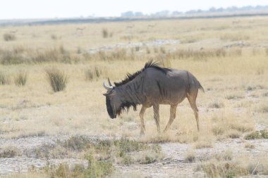 Böcek çimenlerde yürüyor..