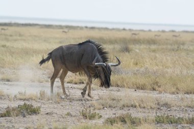 Afrika Bizonu (syncerus cafkaf) Etoşa Ulusal Parkı 'ndaki savanda yürüyor