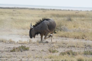 Etoşa Ulusal Parkı 'ndaki Afrika antilopları, namibya