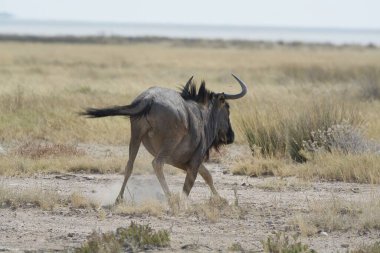 Savanadaki Afrikalı bufalo
