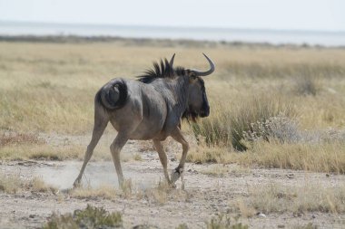 Vahşi Afrika zebrası, hayvan