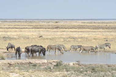 Zebralar Namibya 'da Etoşa' da
