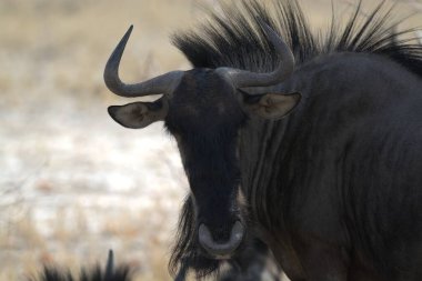 Afrika Bizonu, syncerus cafica