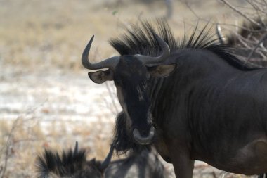 Kenya bozkırında siyah bir antilobun yakın plan çekimi.