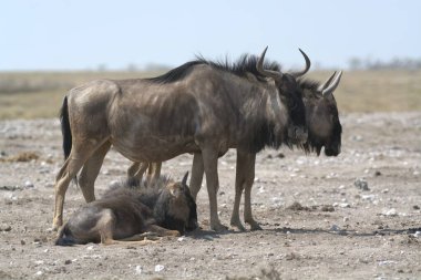 Bir grup genç erkek ve dişi Afrikalı sivilce.