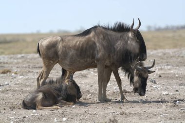 Afrika bozkırlarında vahşi geyikler