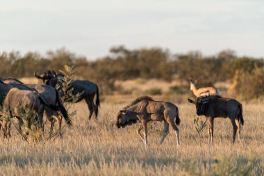 Afrika 'nın bozkırında solmuş bir hayvan.