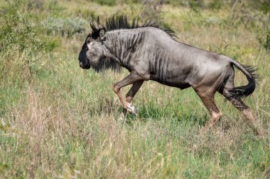 Namibya çölünde vahşi bir at