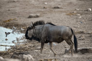 Kara Afrika antiloplarının yakın plan görüntüleri.