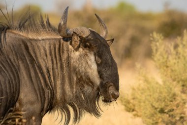 Bir Afrikalı zebranın savanadaki güzel görüntüsü.