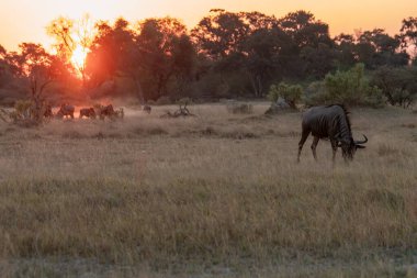 Afrika doğasında vahşi bir boğa