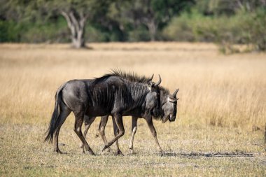 Afrika savanındaki vahşi antiloplar