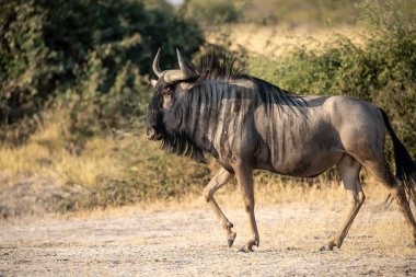Etoşa Ulusal Parkı 'ndaki kara antiloplar, namibya.
