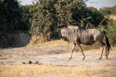 Afrika bozkırlarındaki en büyük hayvan.
