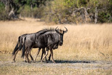 Afrika bozkırında vahşi bir kadu..