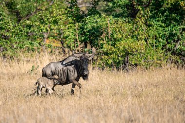 Kenya savanındaki antiloplar