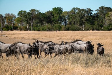 Kenya bozkırında bir grup zebra.