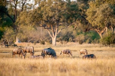 Kenya 'daki savanda bir grup Afrika fili.