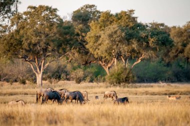 Afrika 'nın vahşi geyikleri Kruger Ulusal Parkı, Güney Afrika