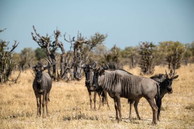 Savanadaki bir grup antilop.