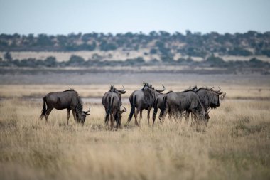 Büyük siyah antiloplar çimlerin üzerinde.