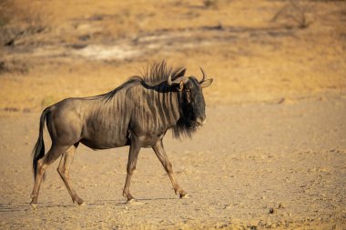 Etoşa Ulusal Parkı 'nda vahşi antiloplar