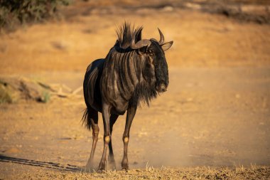 Kara Afrika antilopları Namibya 'da çölde yürüyor.