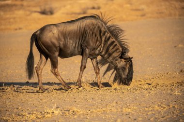Etoşa Ulusal Parkı, Namibya 'da vahşi su sıçanı antilobu.