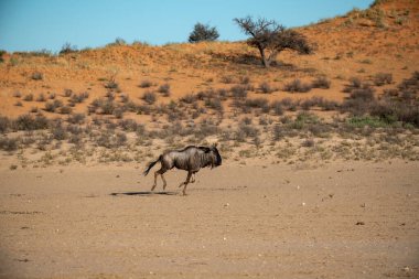 Kumda yürüyen bir antilop sürüsü.