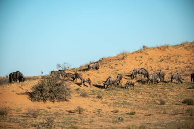 Kenya bozkırında bir fil sürüsü.