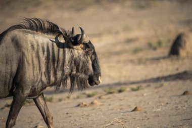 Antilopların antilopları bozkırda