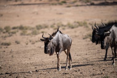 Namibya 'da vahşi Afrika bufalosu