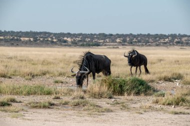 Afrika bozkırlarında bir grup antilop.