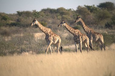 Bir grup zebra yolda.