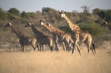Afrika savanasının savanasında zürafalar.