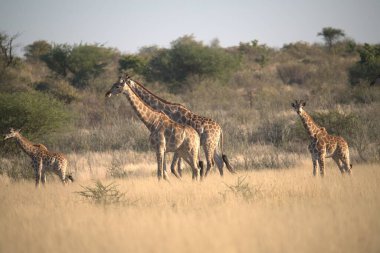 Parkta bir grup zürafa
