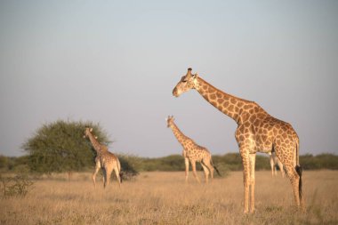 Kenya savanasında zürafa