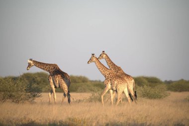 Kenya savanasında zürafa