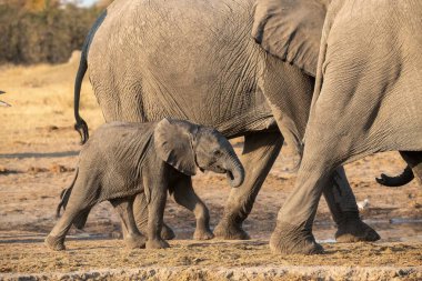 Afrika fili Kruger Park, Güney Afrika ;