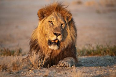 Zimbabwe savanındaki aslan.