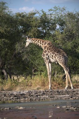 Afrika, Afrika 'daki Kruger Ulusal Parkı' nda zürafa (zürafa camelopardalis)