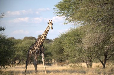 Zürafa kuru çimlerde yürüyor, Kruger Ulusal Parkı