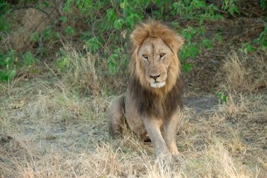 Kenya savanındaki erkek aslan.