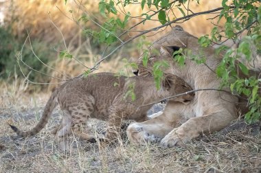 Güney Afrika 'daki Kruger Ulusal Parkı' ndaki ağaçta yatan aslan yavrusu..