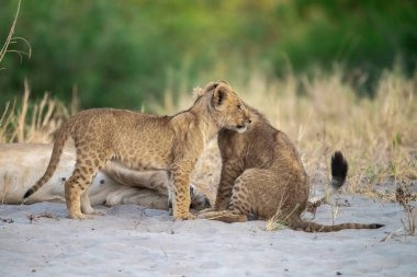 Aslan yavrusu ve anne Güney Afrika 'daki Kruger Ulusal Parkı' nda annesiyle oynuyor.