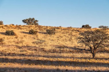 Ağaçları ve mavi gökyüzü olan güzel bir manzara.