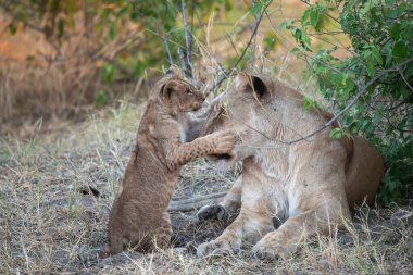 Güney Afrika 'daki Kruger Ulusal Parkı' ndaki aslanlar.